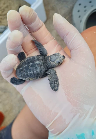 Una de las tortugas encontradas en la playa de Almassora