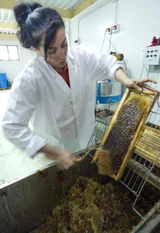 Una mujer extrae miel de un panal en Espinosa de los Monteros (Burgos)