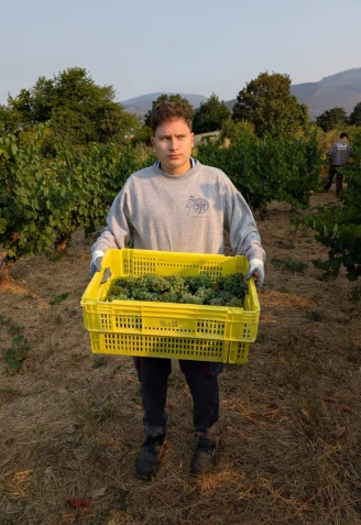 Racimos de uvas, el pequeño milagro entre los incendios de Valdeorras (Ourense)