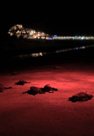 Nenonatos en la arena entrando al mar en Peñíscola