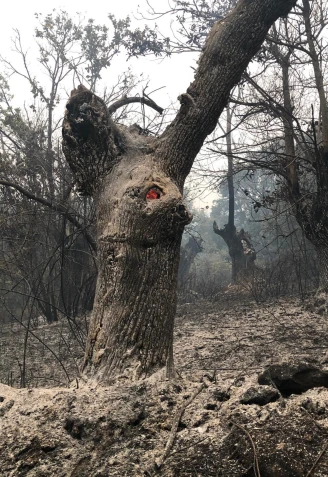 Castaño calcinado por los incendios en Ourense