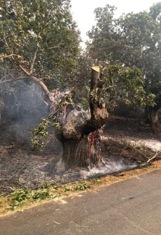 Castaños ardiendo por los incendios de Ourense