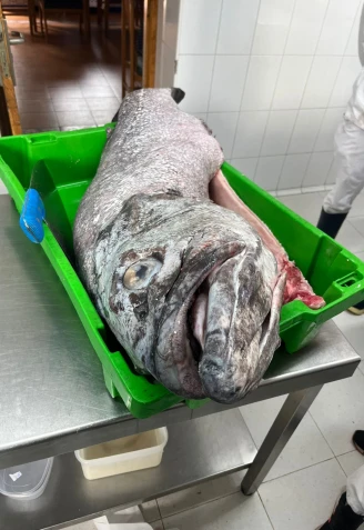 Una imagen del mero de 43 kilos