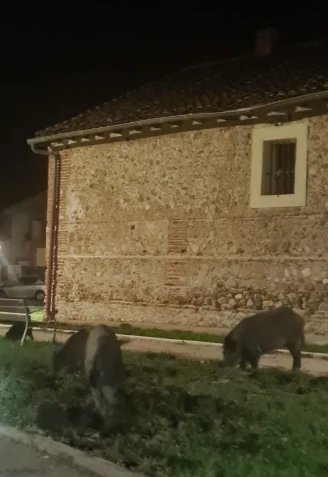 Jabalíes en Uceda