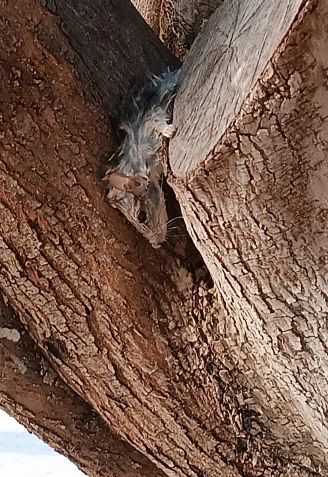 Vecinos de La Flota denuncian una plaga de ratas en los jardines del barrio