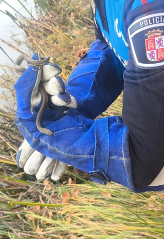La policía local de Palencia suelta la Culebra en el habitat
