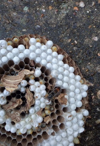 Nido retirado por los bomberos de la Diputación de Zamora