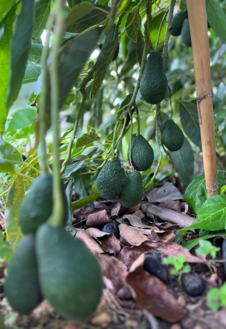 El aguacate, considerado el “oro verde”, gana terreno al naranjo gracias a su alta rentabilidad y adaptación al clima mediterráneo