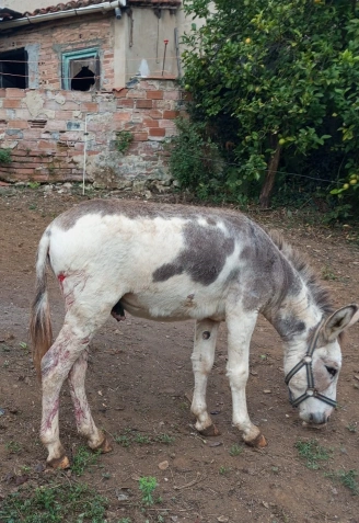 El burro 'Chipi' antes de ser atacado por el lobo