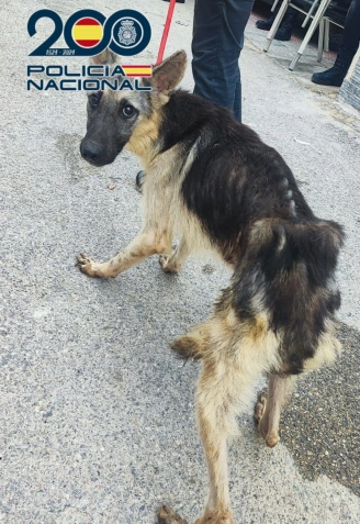 Cinco perros desnutridos encontrados en la operación contra la marihuana