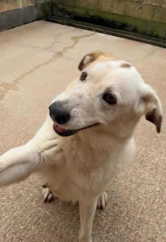 Perro que cuida el refugio canino de Asproan