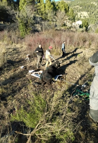 Así ha sido el rescate de una vaca que estaba atrapada en una acequia subterránea.