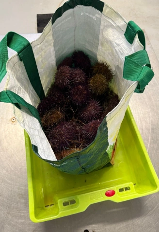 Una imagen de los oricios decomisados a los dos furtivos