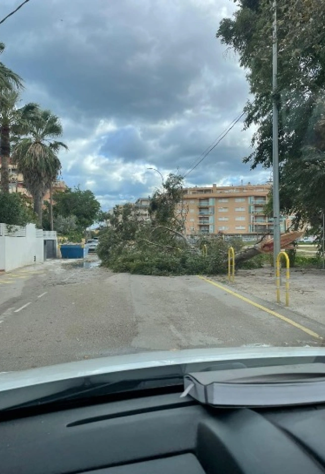 Árbol caído por el viento en Dénia