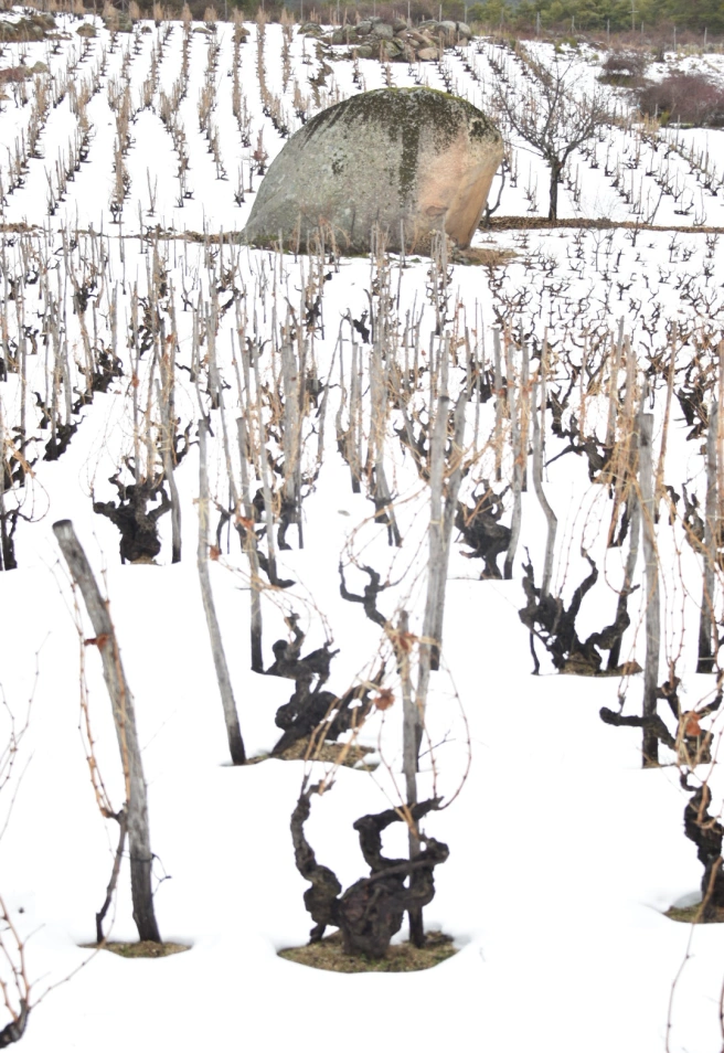 Foto: Viñedo de Navatalgordo