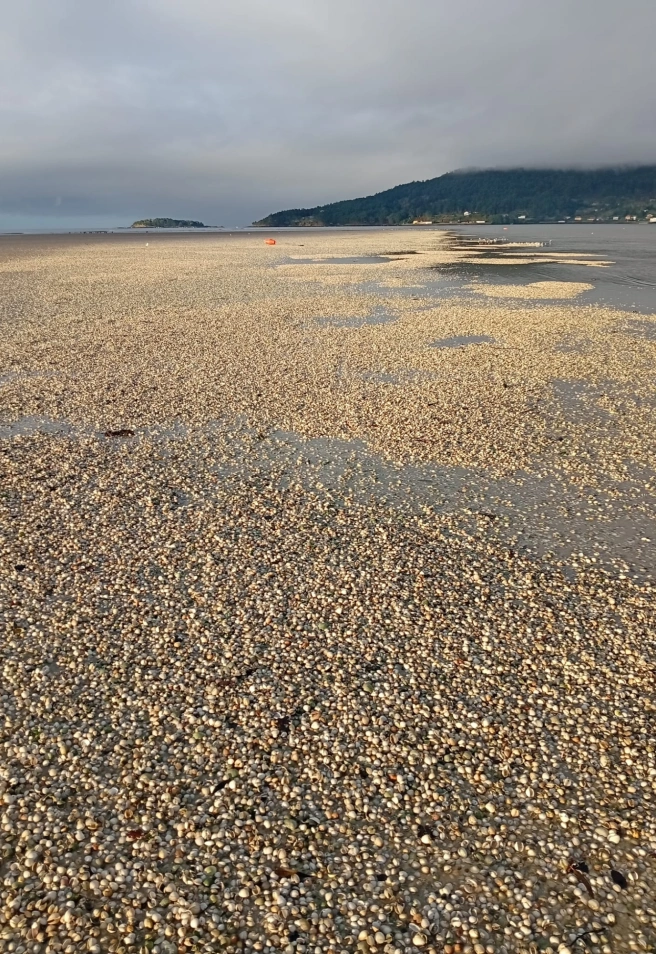 Marisco muerto en una de las playas de la ría de Noia