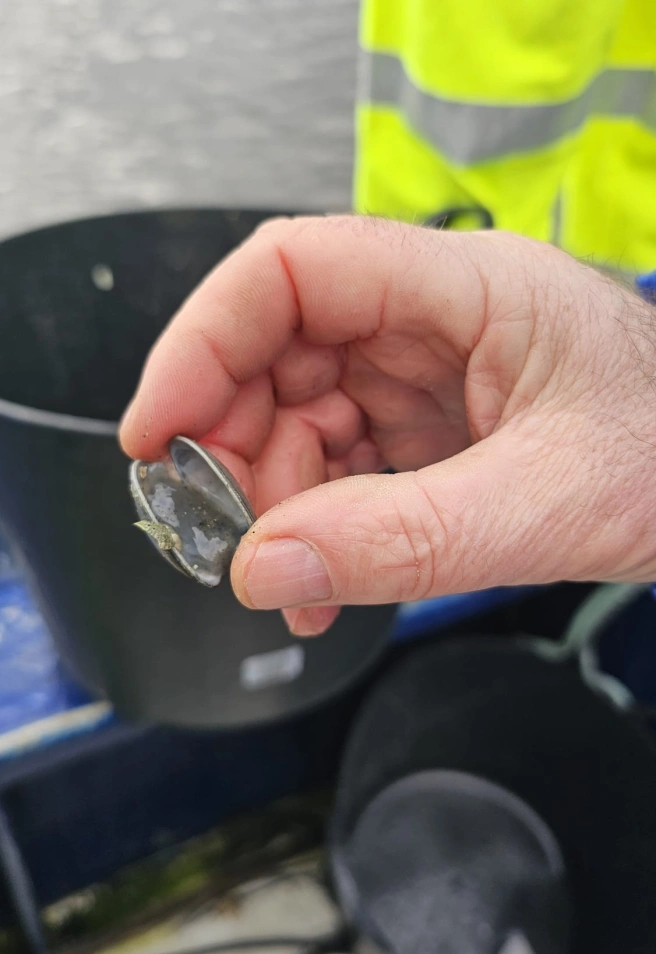 Almeja recogida en uno de los muestreos de la cofradía de Noia