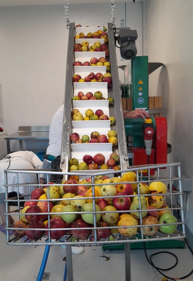 Recogida de manzanas en la campaña del pasado otoño