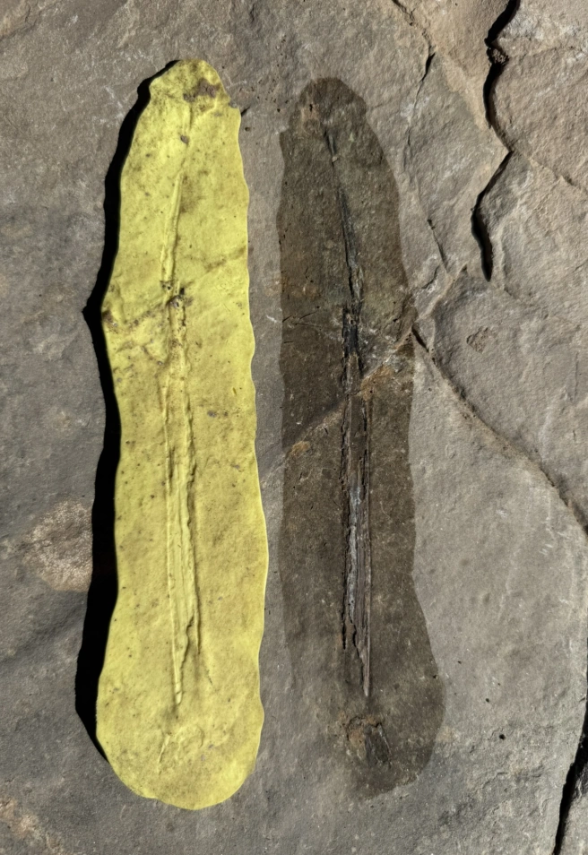 Proceso de realización de moldes de silicona de algunos de los huesos de pterosaurio y huellas de dinosaurio del yacimiento “El Pozo”