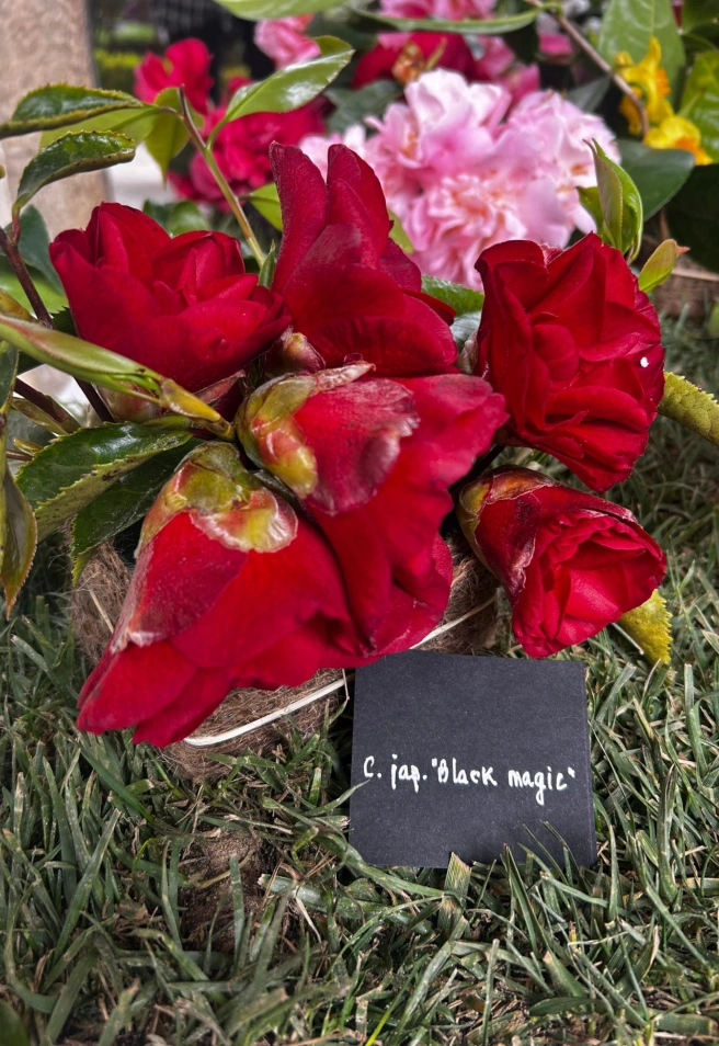 Camelia "Black Magic"