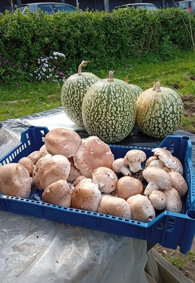 Productos que los integrantes de los huertos cultivan en Canido