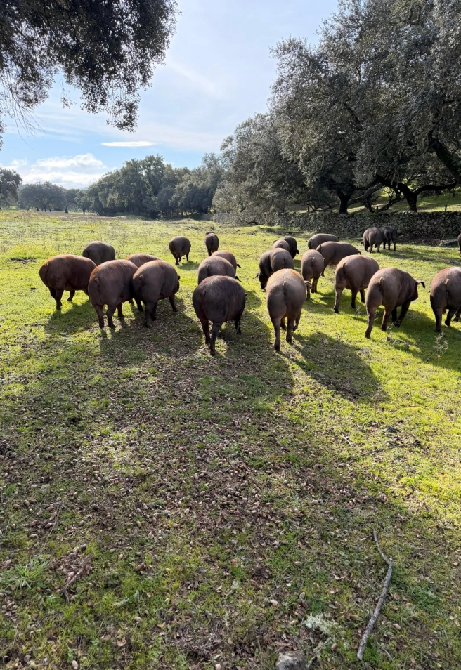 Montanera en Jerez de los Caballeros