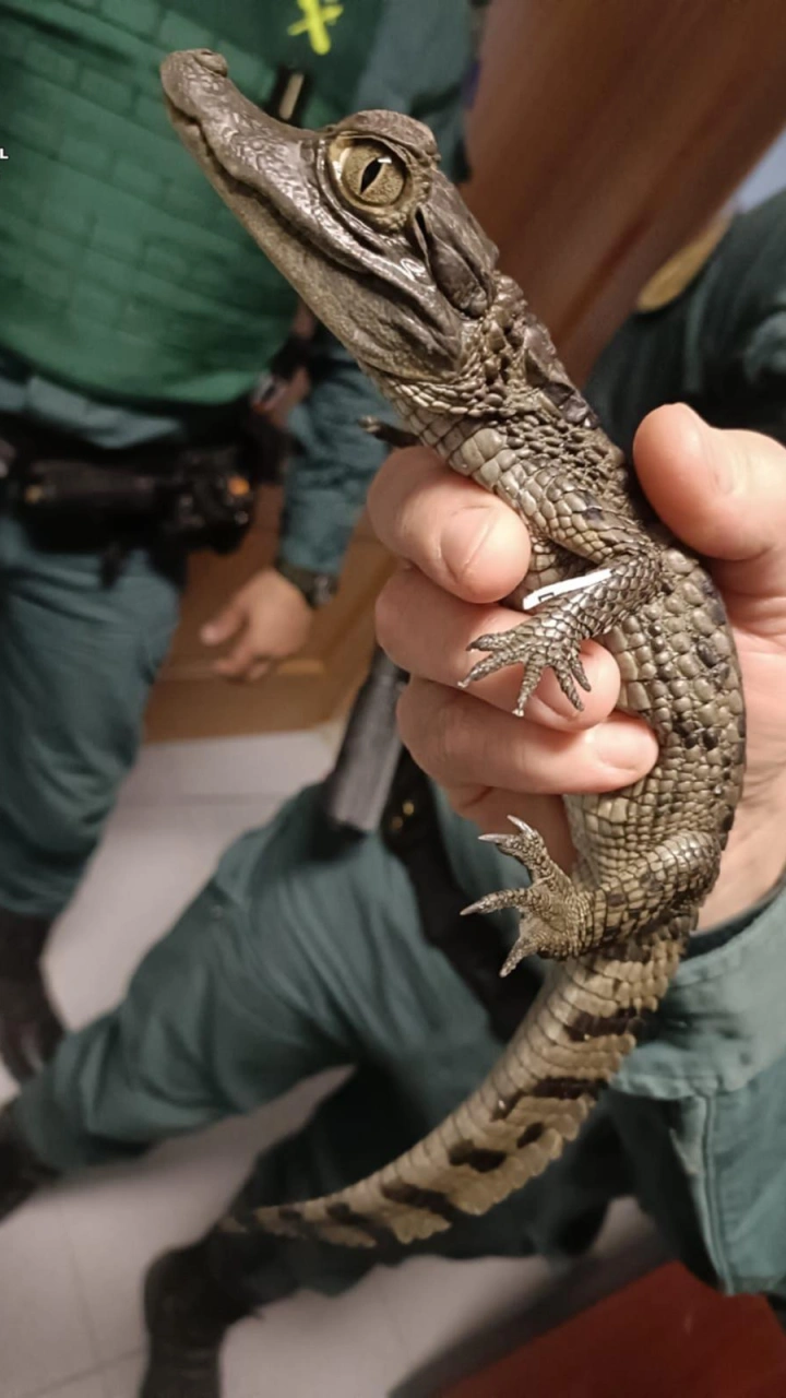 Cae una red de narcos en la Sierra Norte que tenía de mascota un caimán