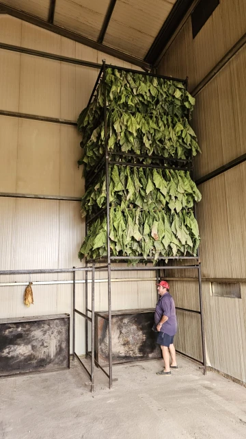 Varios trabajadores de la comarca de La Vera recogen el tabaco Kentucky.