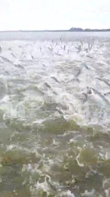 Un pescador valenciano atrapa 600 peces en menos de un minuto por este fenómeno