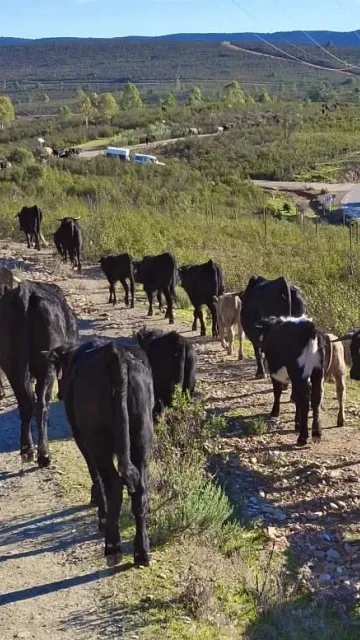 Trashumancia hacía Monfragüe
