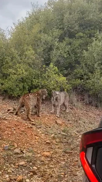 Dos linces ibéricos se 'enzarzan'