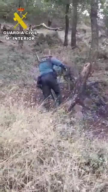 La Guardia Civil libera a un ciervo atrapado con su cornamenta en el entorno del Poblado de los Hurones