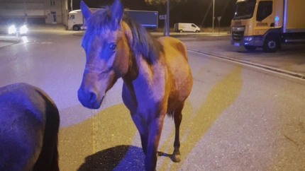 Los caballos fueron retenidos por la Policía Local hasta la llegada de su dueño