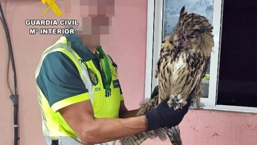 Rescatan un Búho Real en plena autovía A-5 a su paso por Mérida