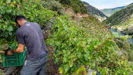 Vendimia en la Ribeira Sacra
