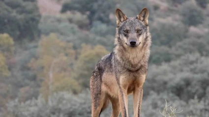 Lobo