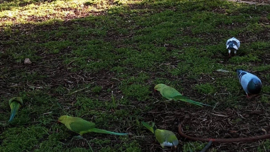 Cotorras invasoras en los Jardines de la Buhaira en Sevilla