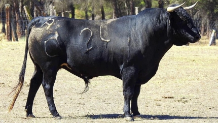 Novillo de Raso de Portillo para Zaragoza