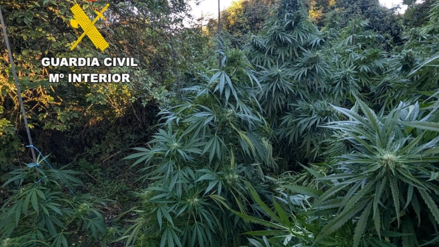 Dos detenidos por cultivar 54 plantas de marihuana en Vilecha (León)