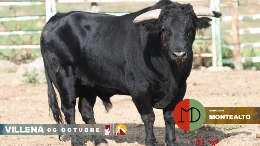 Novillo de Montealto