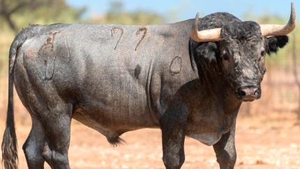 Toro de Victorino Martín reseñado para Jaén