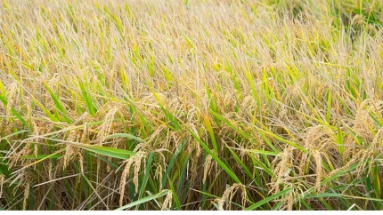 Escucha cómo este 2024 ha visto un notable repunte, sembrándose el 70% de la superficie arrocera