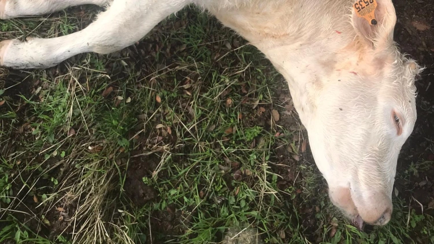 José Luis Vicente alcalde y ganadero en La Encina de San Silvestre, es la última víctima del lobo