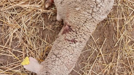 Preocupación en La Haba por la muerte violenta de animales: "Nadie sabe qué bicho es ese"