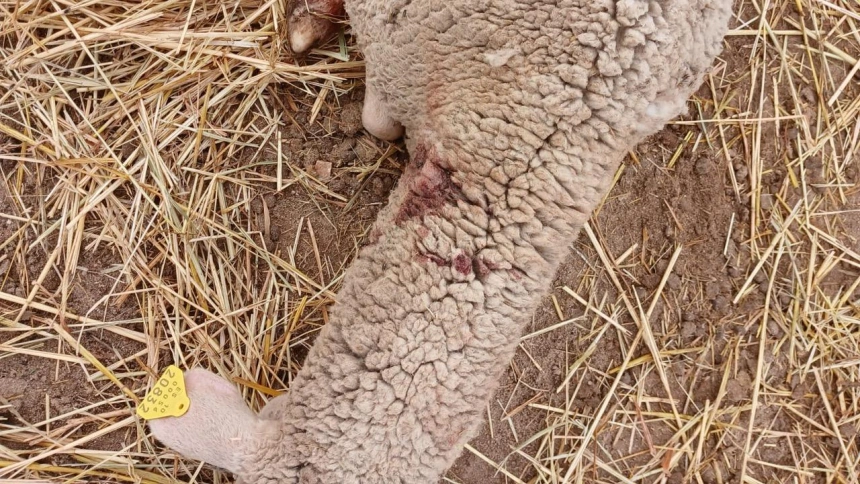 Preocupación en La Haba por la muerte violenta de animales: "Nadie sabe qué bicho es ese"