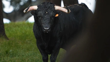 Juan Luis Fraile, Sobral y Quintas, hierros para Ceret 2025