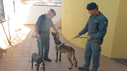 Investigado un hombre por abandonar dos perros en una casa "okupada"