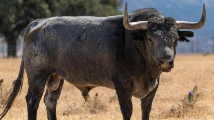 Premios a la Tauromaquia de Extremadura
