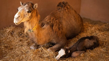 ENTREVISTA A GUACIMARA CABRERA, CEO DE DROMEMILK BIOFARM
