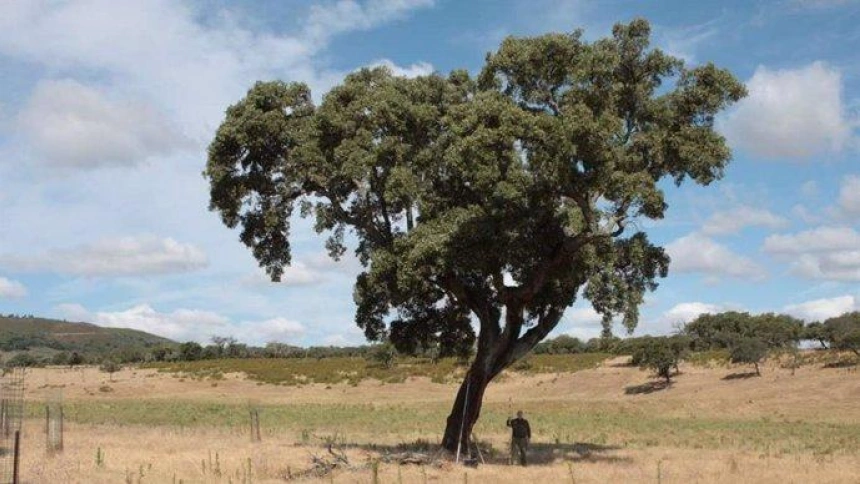 Alcornoques en la provincia de Cáceres